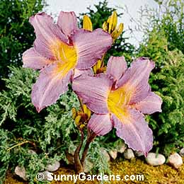 Hemerocallis x, Daylily