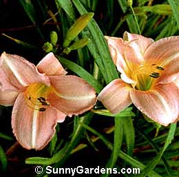 Hemerocallis, Cedar Waxwing Daylily