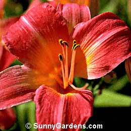 Hemerocallis, Daylily