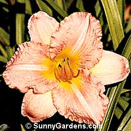 Hemerocallis x, Daylily