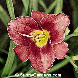 Hemerocallis x, Daylily