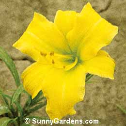 Hemerocallis, Daylily