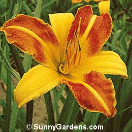 Hemerocallis, Daylily