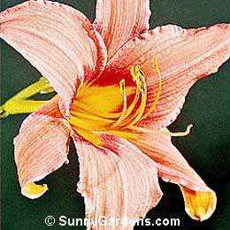 Hemerocallis, Daylily