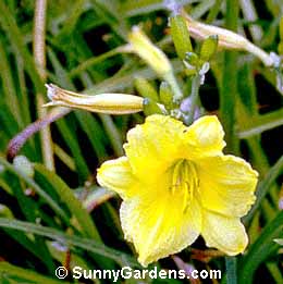 Hemerocallis, Happy Returns Daylily