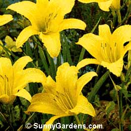Hemerocallis, Daylily