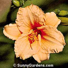 Hemerocallis x, Daylily