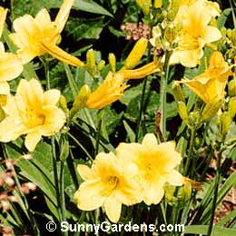 Hemerocallis x, Daylily