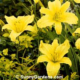 Hemerocallis, Daylily