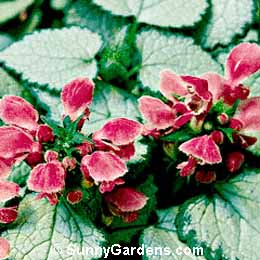 Lamium maculatum, Deadnettle