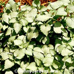 Lamium maculatum, Spotted Nettle