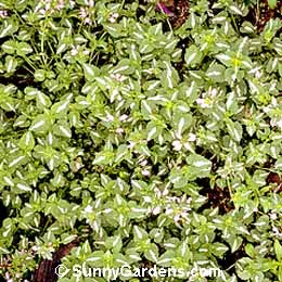 Lamium maculatum, Deadnettle