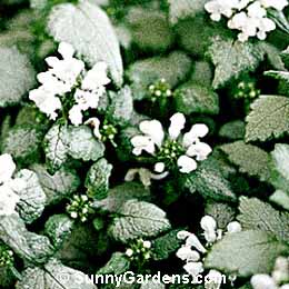 Lamium maculatum, Spotted Deadnettle