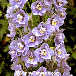 Delphinium, Hybrid Bee Delphinium