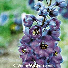 Delphinium, Violet Delphinium