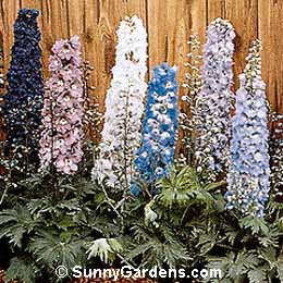Delphinium