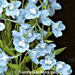 Delphinium x belladonna, Garland Larkspur