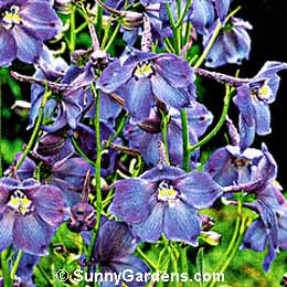 Delphinium x belladonna