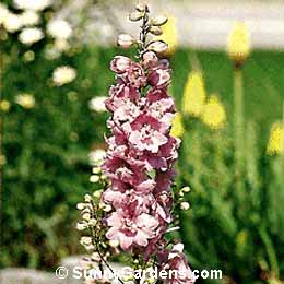 Delphinium elatum