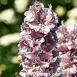 Delphinium elatum