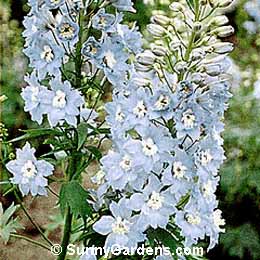 Delphinium elatum