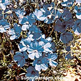 Delphinium grandiflorum, Chinese Delphinium, Delphinium Chinense