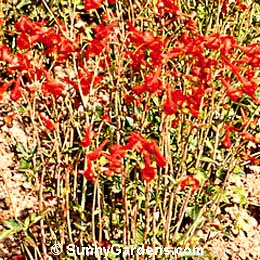 Delphinium nudicaule, Scarlet Larkspur, Red Larkspur