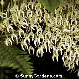 Dendrobium speciosum hillii, Rock Lily
