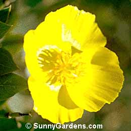 Dendromecon harfordii, Island Bush Poppy