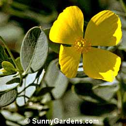 Dendromecon rigida