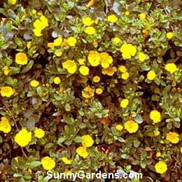 Dendromecon rigida harfordii, Island Bush Poppy