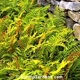Dennstaedtia punctilobula, Hay-Scented Fern