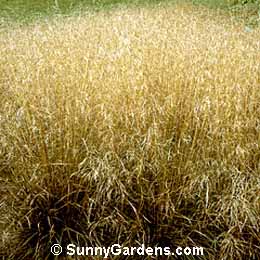 Deschampsia caespitosa