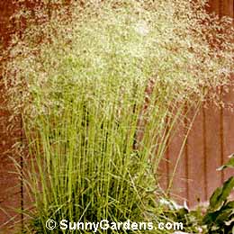 Deschampsia caespitosa, Tufted Hair Grass, Bronze Veil, Tussock Grass