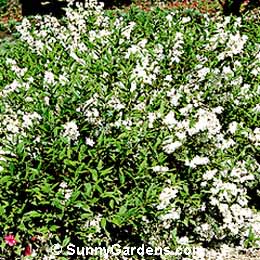 Deutzia gracilis, Slender Deutzia