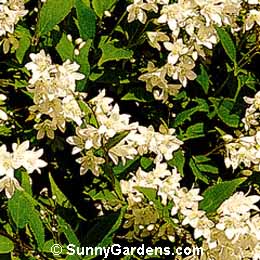 Deutzia gracilis, Dwarf Deutzia