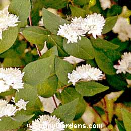 Deutzia scabra, Fuzzy Deutzia
