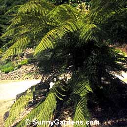 Dicksonia youngiae, Bristly Tree Fern