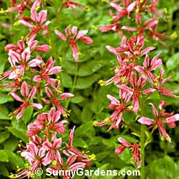 Dictamnus albus, Dittany, Burning Bush, Gas Plant