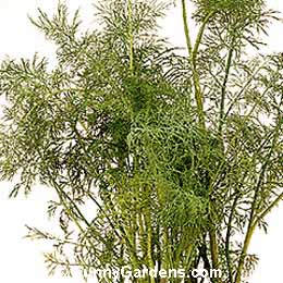 Anethum graveolens, Dill