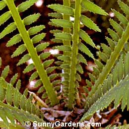 Dioon spinulosum