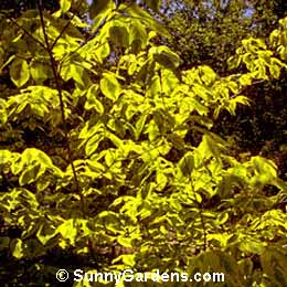 Cornus, Dogwood