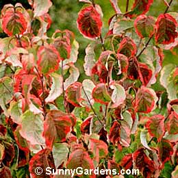 Cornus, Eastern Dogwood, Flowering Dogwood, Eastern Flowering Dogwood