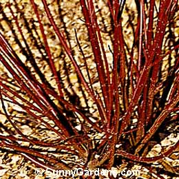 Cornus alba, Siberian Dogwood, Tartarian Dogwood, Red-barked Dogwood