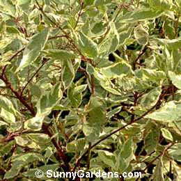 Cornus alba, Variegated Tartarian Dogwood, Cornus alba 'Elegantissima'