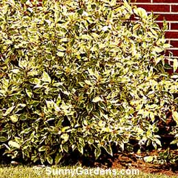 Cornus alba, Variegated Red Twig Dogwood