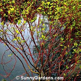 Cornus alba, Siberian Dogwood, Red-barked Dogwood, Tatarian Dogwood