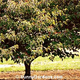 Cornus alternifolia, Pagoda Dogwood