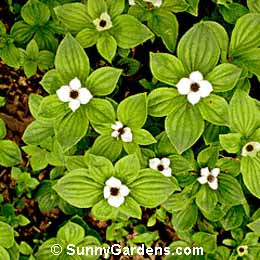 Cornus canadensis, Bunchberry