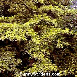 Cornus controversa, Giant Dogwood